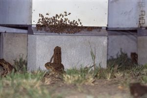 Cane toads at bee hives