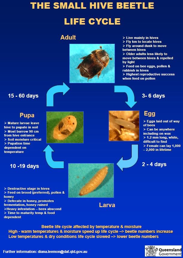 Pests and diseases - Small hive beetle - Professional Beekeepers