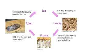 wax moth lifecycle