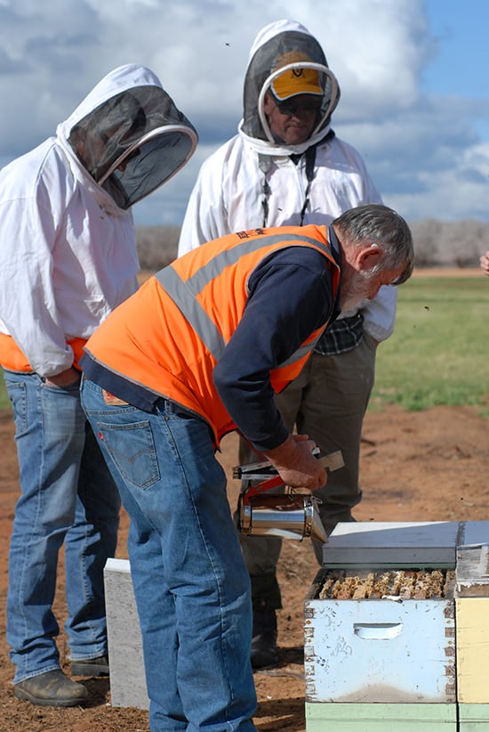 inspecting hives for almond pollination