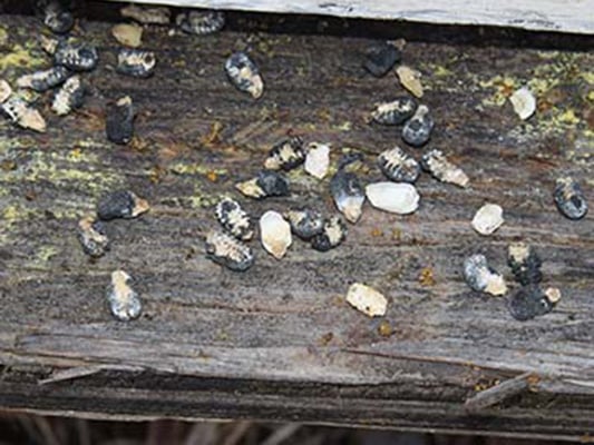 Chalkbrood mummies at the entrance to a colony