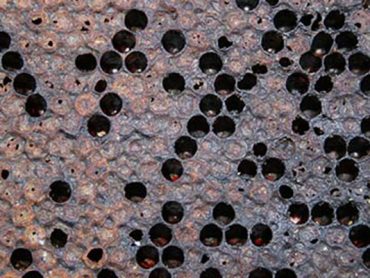 Characteristic dark, perforated cell cappings from an American foulbrood infested colony