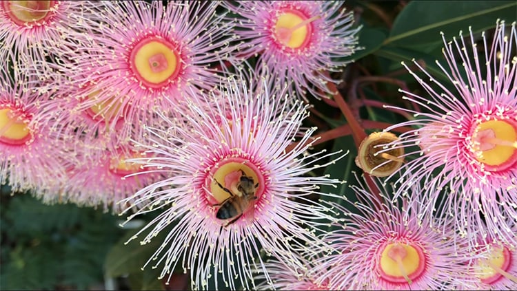 honey bee on a spring flower