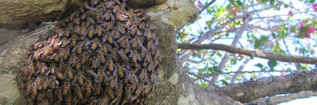 Swarm of Asian honey bees