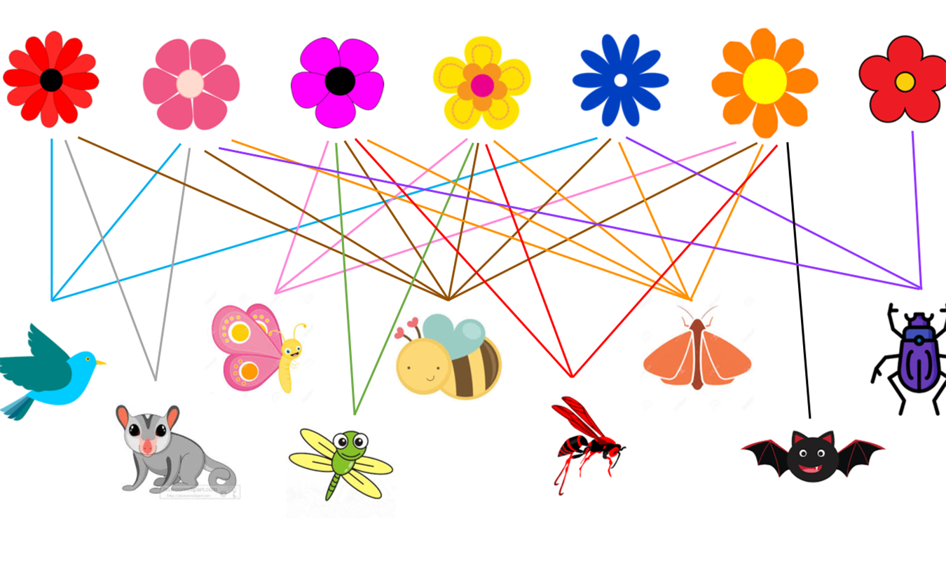 pollination network