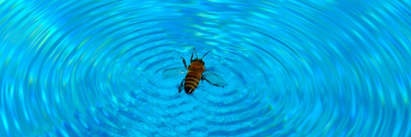 bee swimming