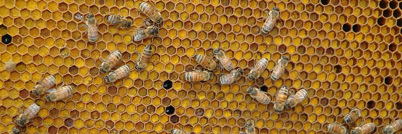 pollen comb