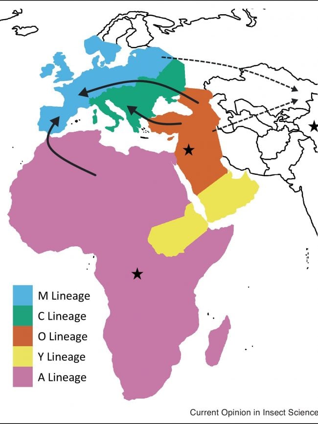 Graph of distribution of the 5 ancestral lineages