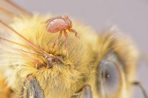 Braula coeca fly on a bee