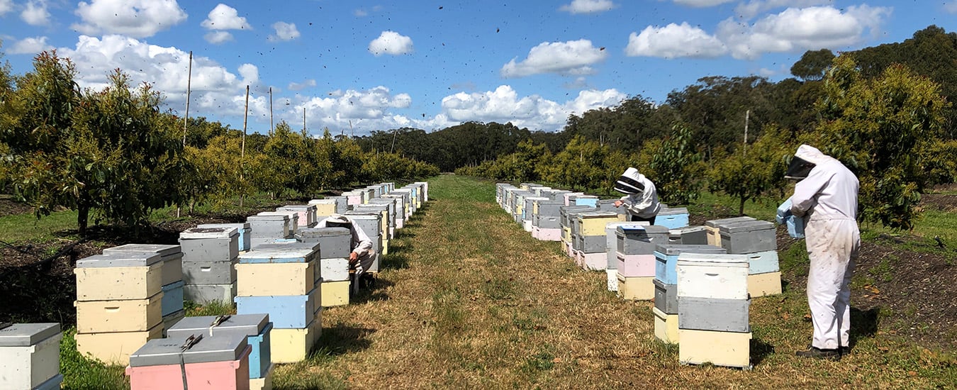 beekeepers attending hives