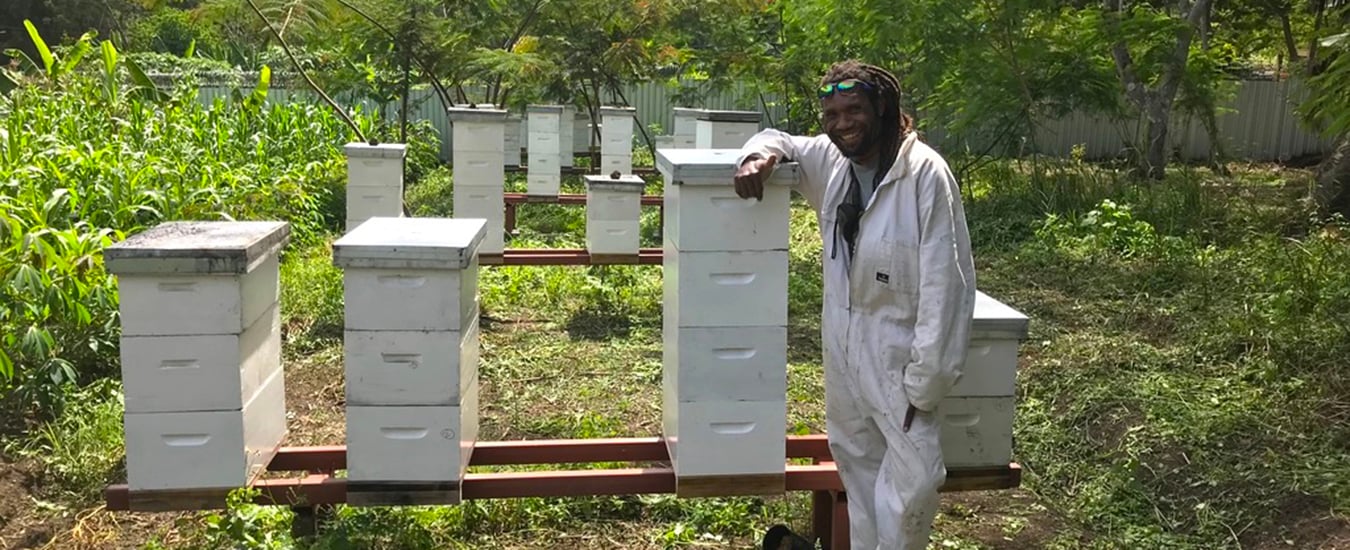 Pacific Island beekeepers breeding queen bees