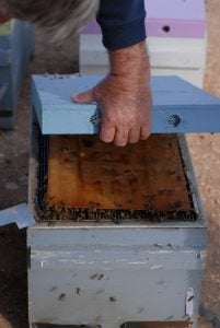 bee hive inspection