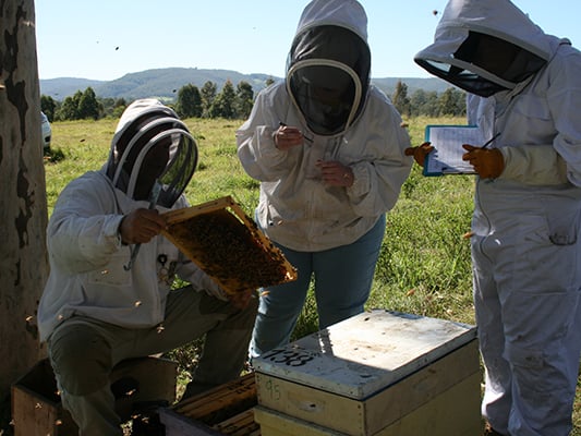Beekeepers inspecting hives