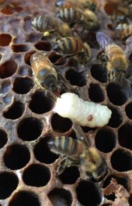 Uncapped drone brood with varroa