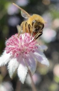 honey bee on a pink flannel flower