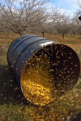 honey bees open-feeding of protein supplement in barrel