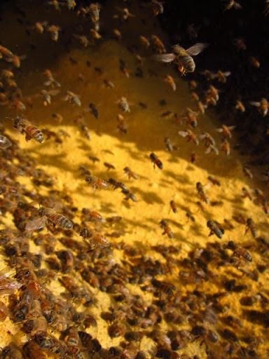 honey bees being open-fed in drum