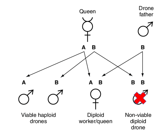 Diagram showing the honeybee sex determining system