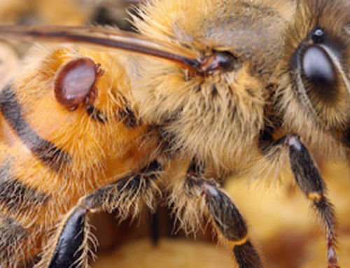 Varroa mite resources for Australian beekeepers – Essential information and support