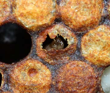Capping slightly removed on a Sacbrood virus infested pupa