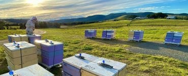 beekeeper checking beehives