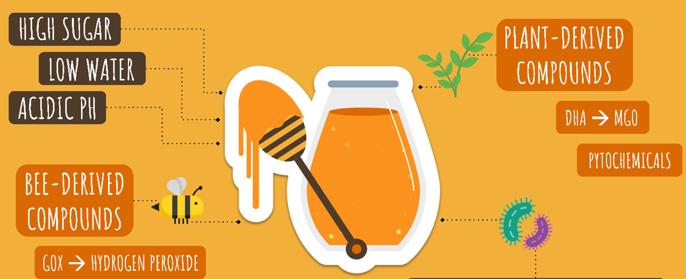 The many antimicrobial components of honey Professional Beekeepers