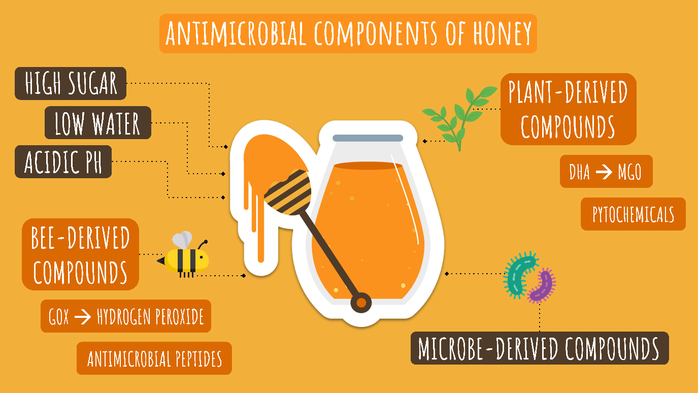 Infographic showing antimicrobial components of honey