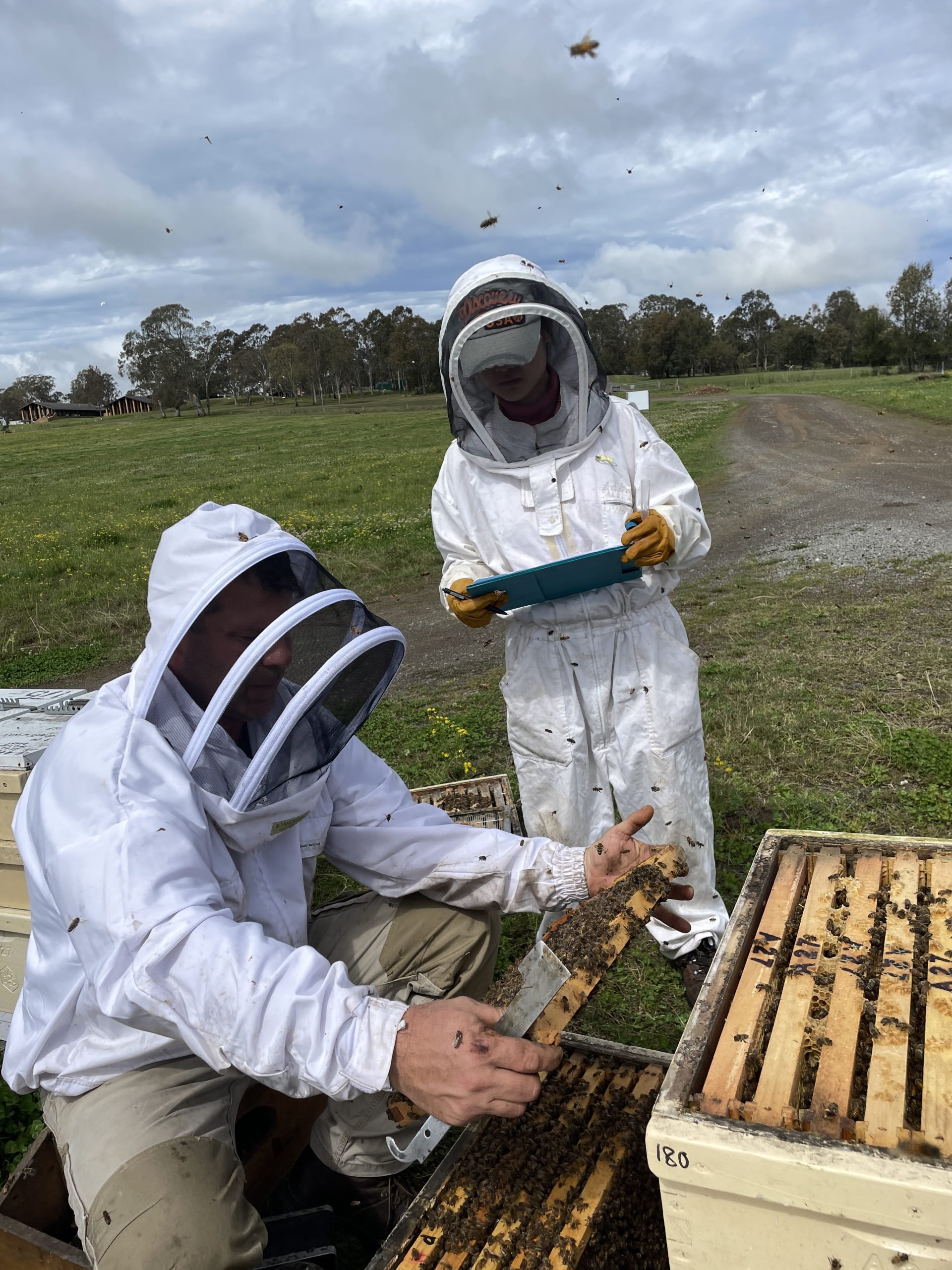 Plan Bee staff Slavi Nenov and Erica Mo inspecting the hives at Tocal in happier times