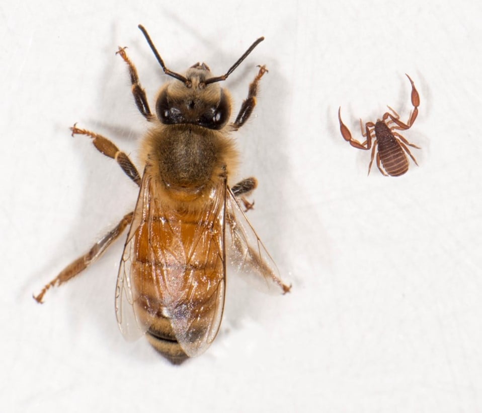 A honey bee next to an adult Chelifer cancroides (pseudoscorpion). 