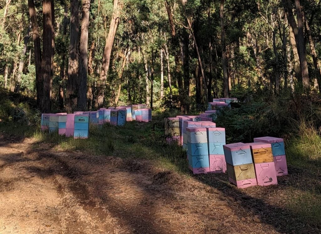 Hive boxes painted with different colours