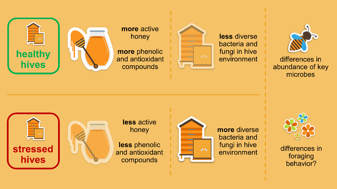 Infographic showing the impact of hive stress and honey activity