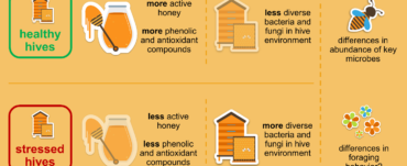 Infographic showing the difference in honey activity between healthy and stressed hives