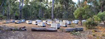A bee site in Western Australia, Mikey Cernotta, Pemberton Honey Co