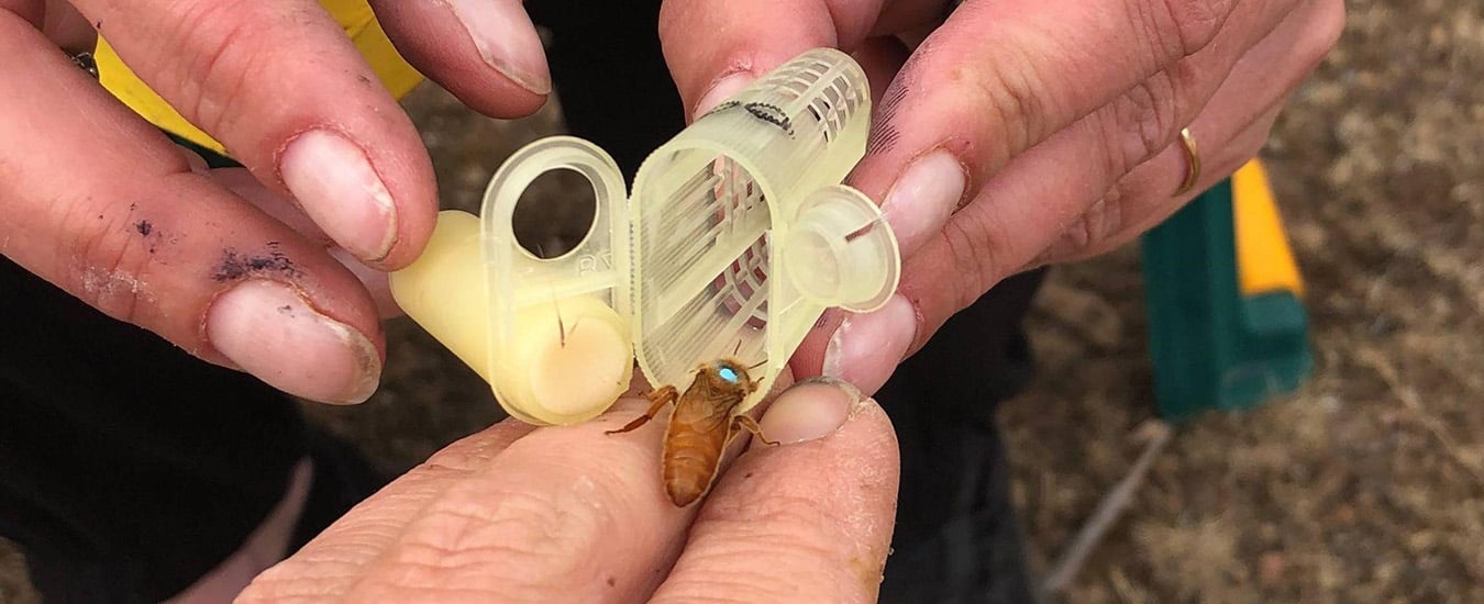 Chemical free management of Varroa: brood breaks and drone trapping ...