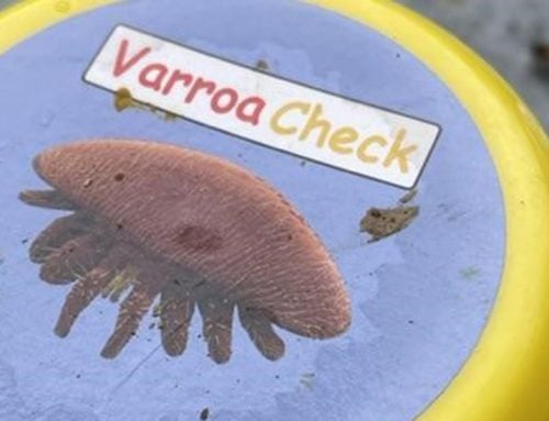 Varroa resistance: low mite population growth