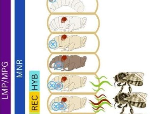 Varroa resistance: what trait/s should you focus on?
