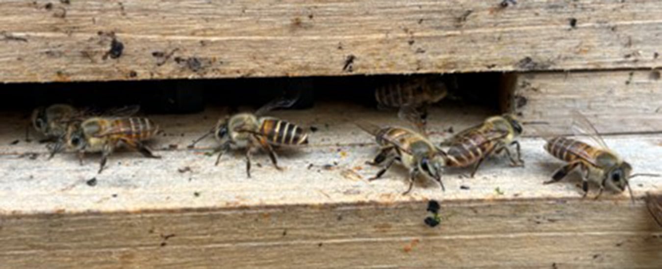 apis cerana