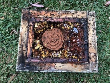 Inside a Tetragonula carbonaria colony showing honey and pollen pots and the spiral brood comb