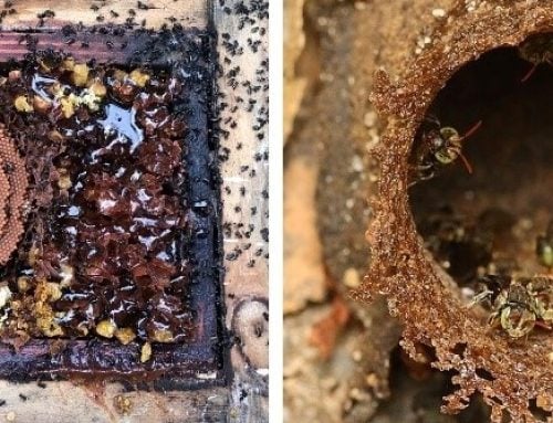 Bee microbiomes – the hidden allies in your hive