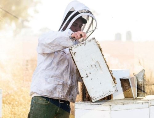 The Honey Bee Biosecurity Code of Practice has been updated