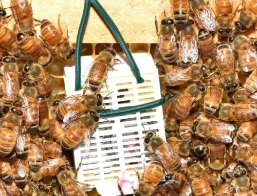 What Australian beekeepers can expect of hive sensors