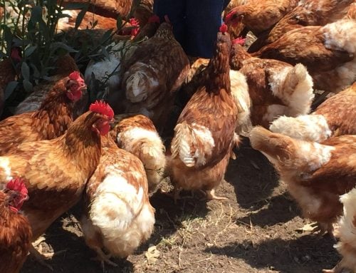 Salmonella Enteritidis (SE) Seasonal Testing Submission Forms