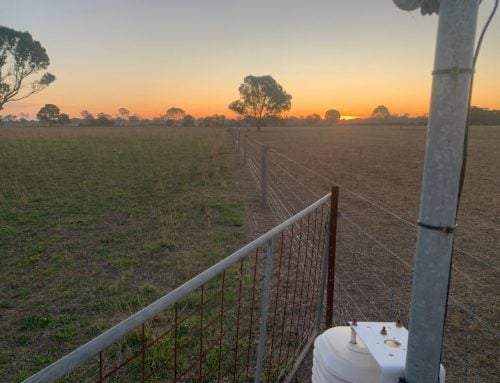 Bairnsdale winter crop