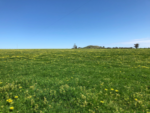 Green pasture on the Baynton granite soil paddock in 2019.