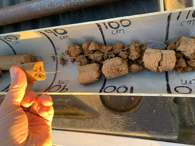 Crop roots growing through the soil core from the Raywood site.