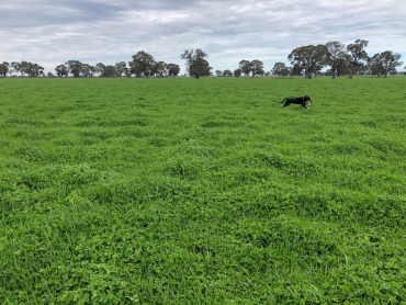 Pasture at the Harrow soil moisture probe location, lush and green in 2019.