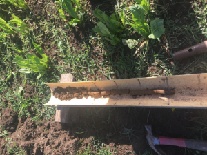 Soil core from the Longwarry paddock, which highlights a gradual change in soil characteristics down the profile. 