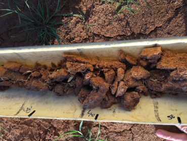 Soil core from the Normanville paddock, which highlights a gradual change in soil characteristics down the profile.