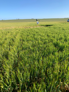 Weather station and telemetry until of the Ouyen soil moisture monitoring site is located in the middle of the paddock, which provides problems with weed management and machinery.