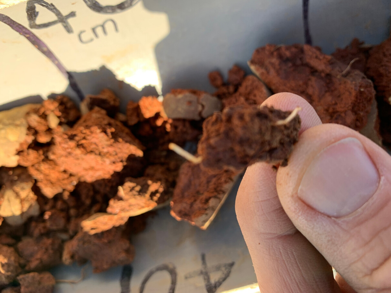 Crop root in part of the soil core taken at the Raywood East site.